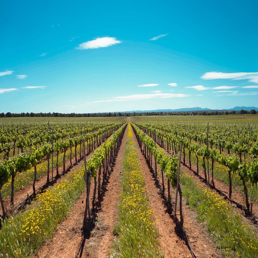 Bodega Carrascas - La torpe avutarda descansa vino tinto IGP Vino de la Tierra de Castilla 75cl, 1ud-