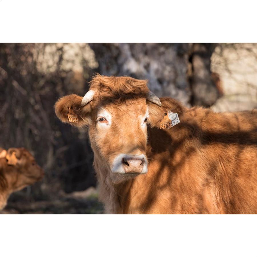 Casa Gutier - Rabo de ternera - Pieza entera 3Kg aprox.