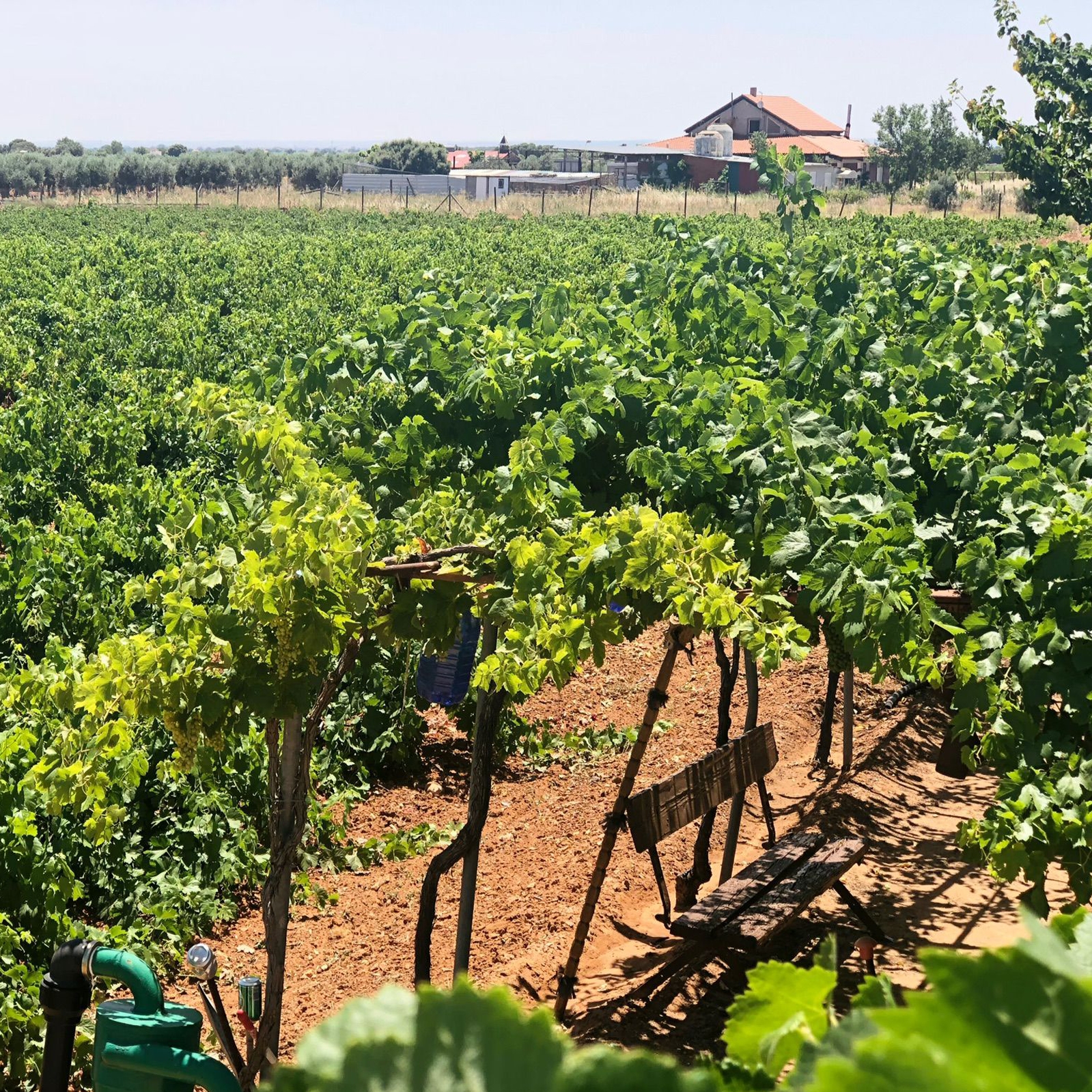 Bodegas San Isidro de Pedro Muñoz - Carril de Cotos Blanco Semidulce IGP Vino de la Tierra de Castilla 75cl, 6uds