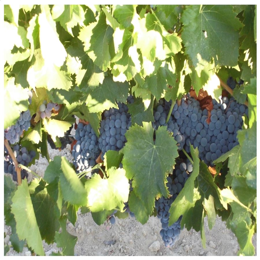 Almavid - Garnacha roble ecológico vino tinto D.O.P. Méntrida 75cl, 6uds
