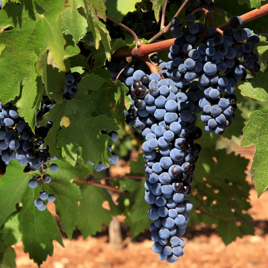 Bodegas Campos Reales - Vino tinto Gladium viñas viejas crianza D.O.P. La Mancha 75cl