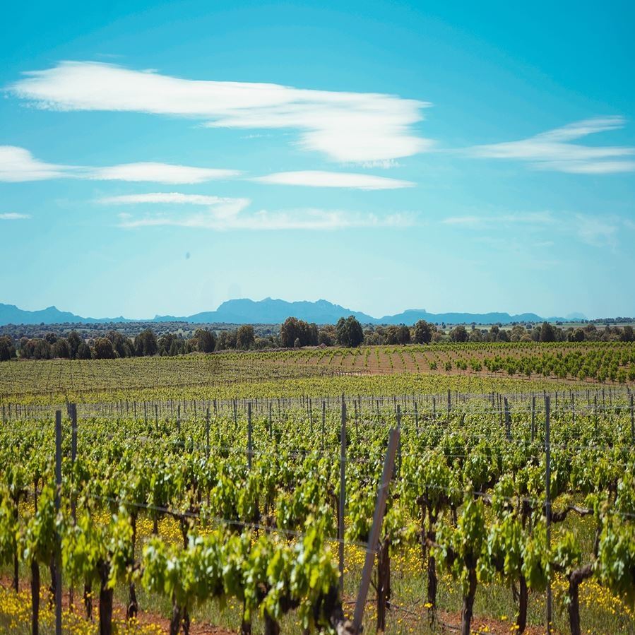 Bodega Carrascas - Al cobijo de una gran sabina vino tinto IGP Vino de la Tierra de Castilla 75cl, 3uds