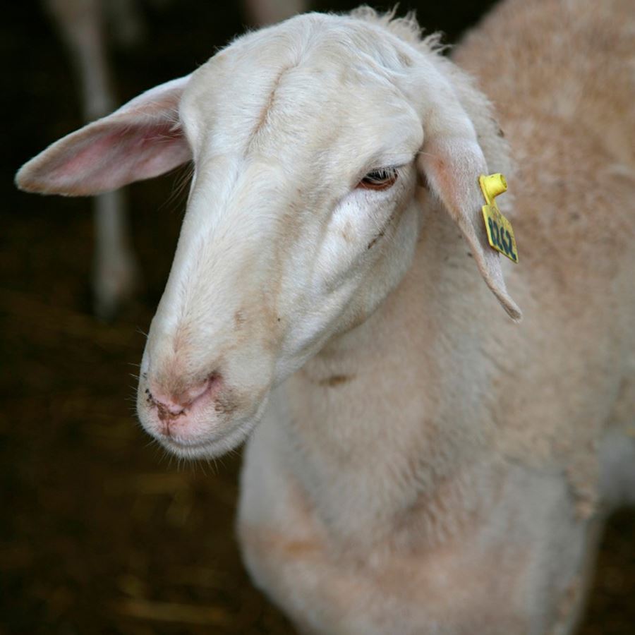 Artequeso - Queso oveja curado con AOVE D.O.P. Queso Manchego de 3,3Kg aprox, 1ud