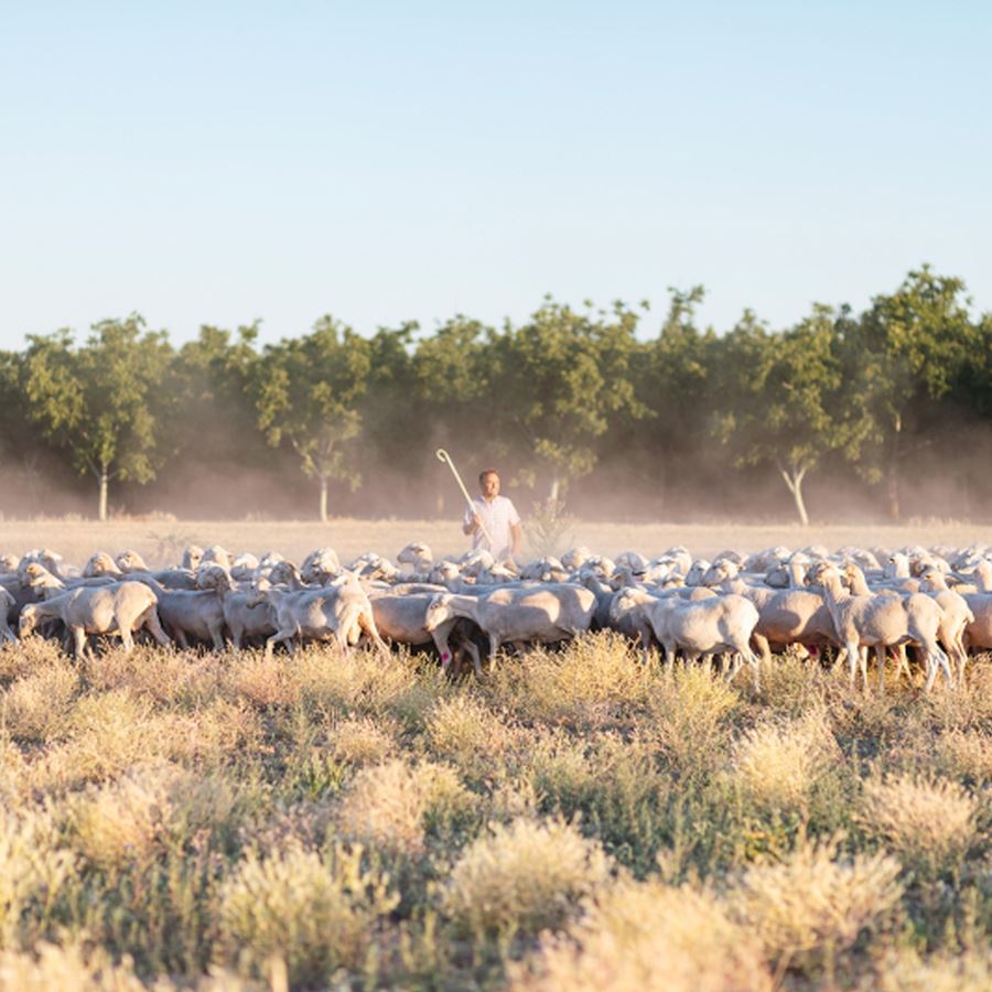 Artequeso - Queso de oveja curado con AOVE D.O.P. Queso Manchego de 1,8Kg aprox, 1ud