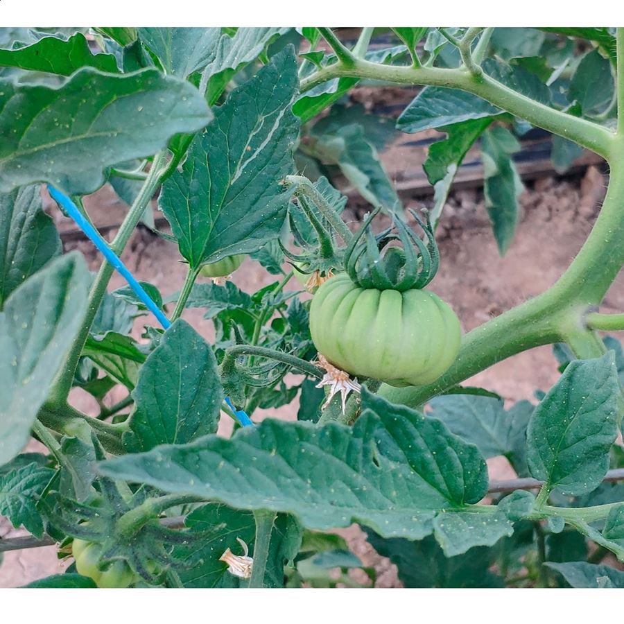 La Rica Huerta - Tomates asurcados ecológicos tipo Raf de 5Kg aprox.