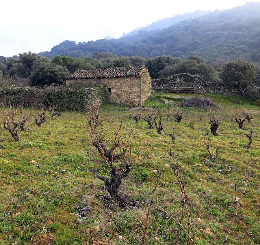 Arrayán - Vino tinto selección ecológico D.O.P. Méntrida 75cl, 6uds