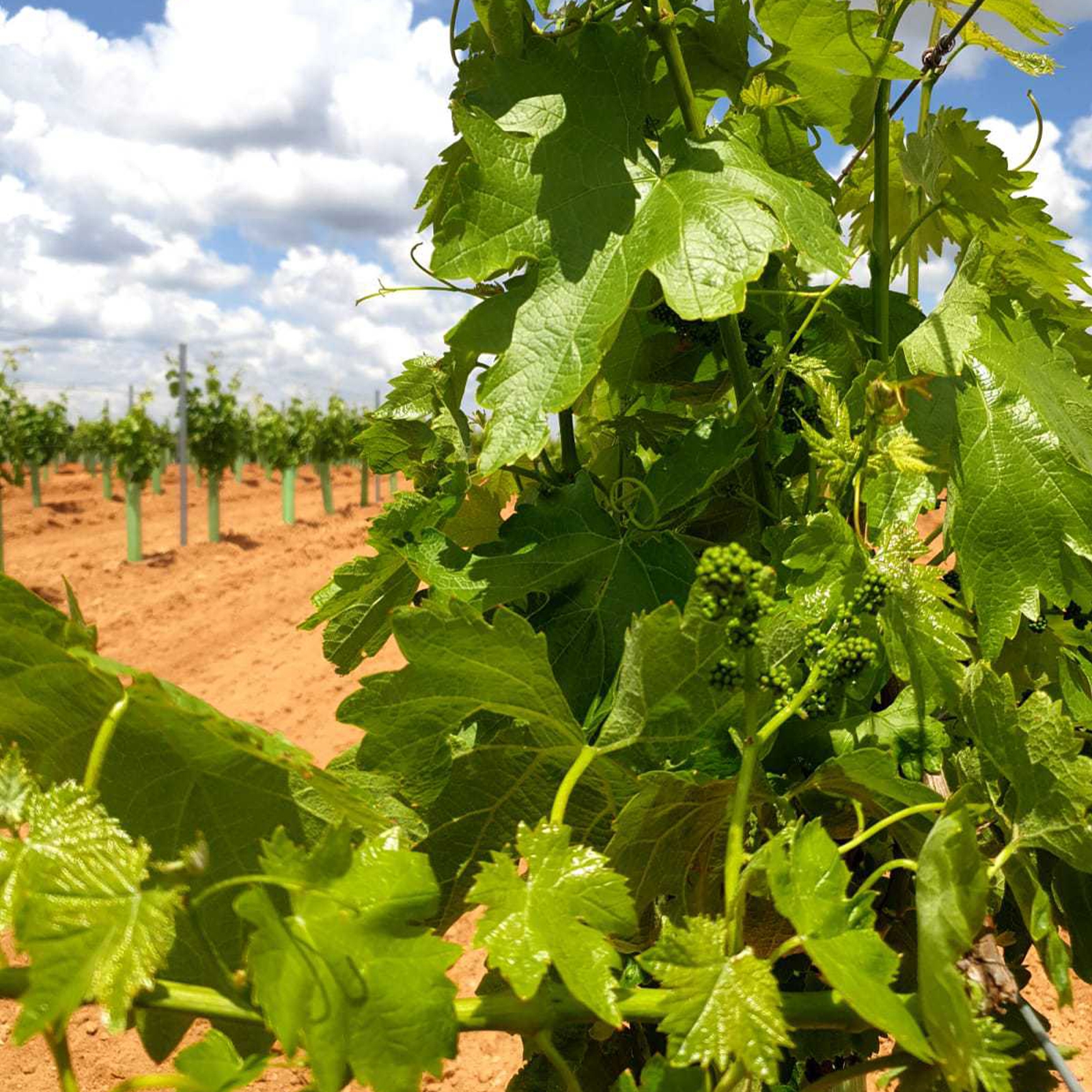 Bodegas Mariscal - Arís vino blanco joven D.O.P. Mondéjar 75cl, 1ud